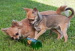 Beer drinking dogs (fyllehundar)