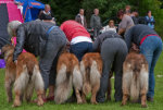 The backside of dog shows