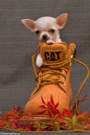 And they say Catfoot is a flower
