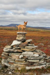 Roundabout dog